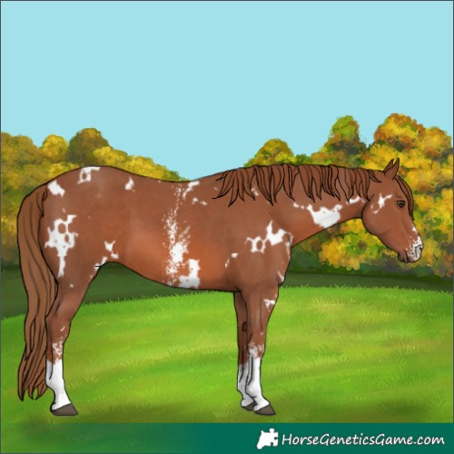 Horse Color:White Spotted Chestnut Sabino