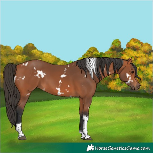 Horse Color:White Spotted Bay Tobiano 