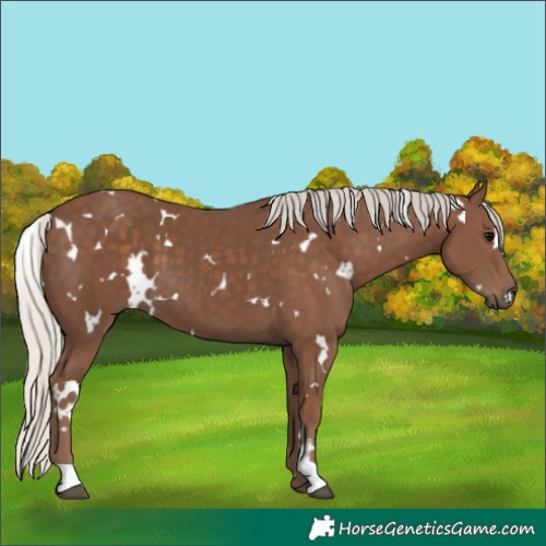Horse Color:White Spotted Silver Black 