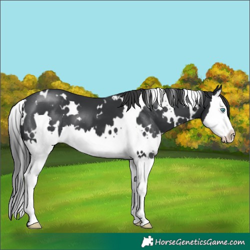 Horse Color:White Spotted Black Splash 