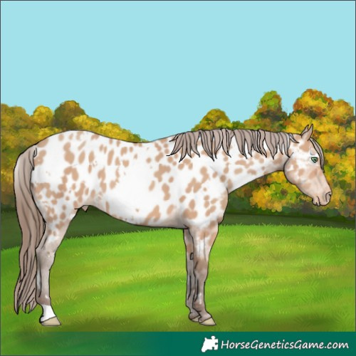 Horse Color:White Spotted Amber Champagne Appaloosa 