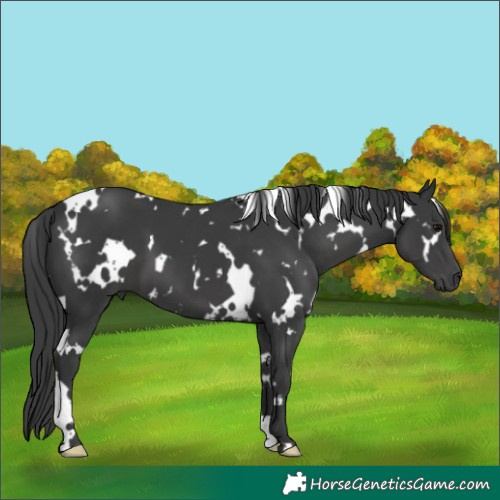 Horse Color:White Spotted Black 
