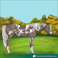 Horse Color:White Spotted Silver Black