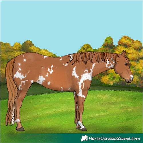 Horse Color:White Spotted Chestnut 