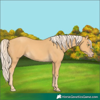 Horse Color:Gold Cream Champagne 