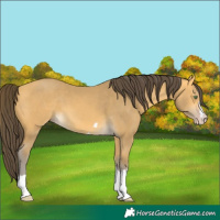 Horse Color:Amber Cream Champagne 