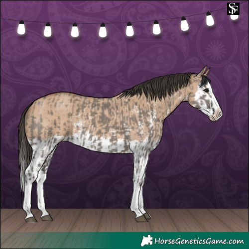 Horse Color:Grullo Sabino Splash  and Bay Dun Sabino Splash 