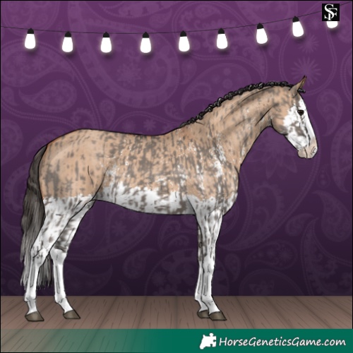 Horse Color:Grullo Sabino Splash and Bay Dun Sabino Splash