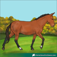 Horse Color:Bay 