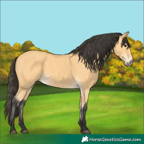 Horse Color:Buckskin