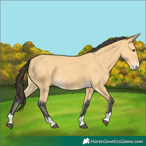 Horse Color:Buckskin 
