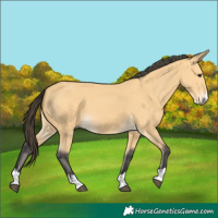 Horse Color:Buckskin 
