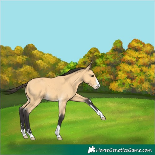 Horse Color:Buckskin 