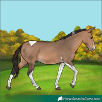 Horse Color:Bay Dun Tobiano