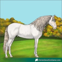 Horse Color:Smoky Creme Roan 