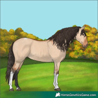 Horse Color:Bay Dun Tobiano