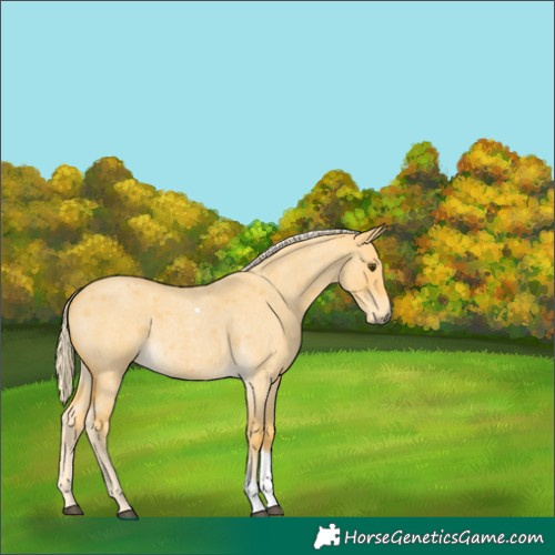Horse Color:Palomino Roan Dun Tobiano 