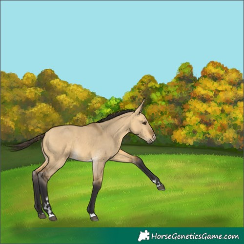 Horse Color:Buckskin Dun
