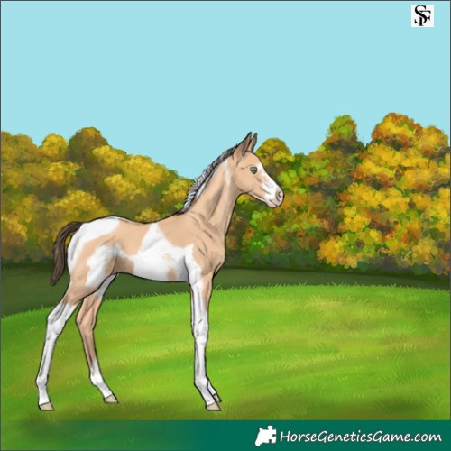 Horse Color:Amber Champagne Tobiano Frame 