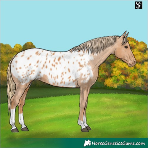 Horse Color:Chestnut Tobiano Blanket 