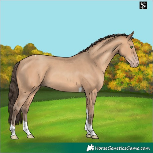 Horse Color:Amber Champagne Tobiano 