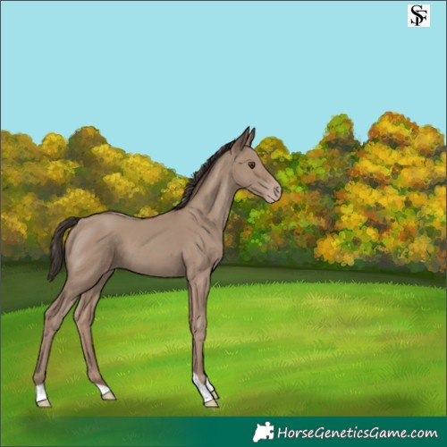 Horse Color:Classic Champagne Tobiano 