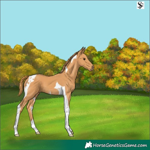 Horse Color:Chestnut Tobiano 