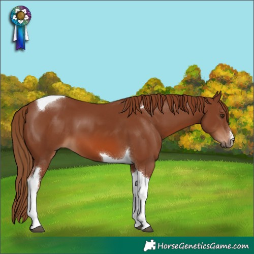 Horse Color:White Spotted Chestnut Tobiano 