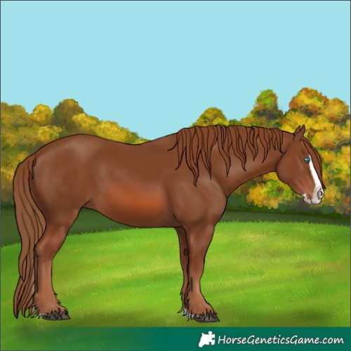 Horse Color:Chestnut Splash 