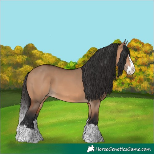 Horse Color:Bay Dun Splash 