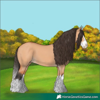 Horse Color:Bay Dun Splash 