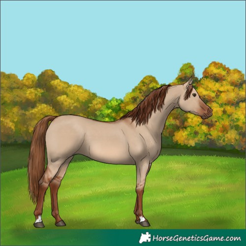 Horse Color:Red Dun 