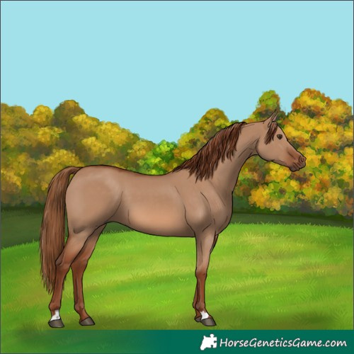 Horse Color:Red Dun 