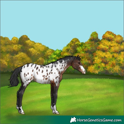 Horse Color:Brown Near Leopard 