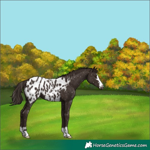 Horse Color:Liver Chestnut Blanket 