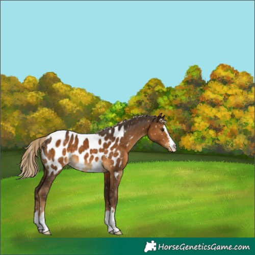 Horse Color:Chocolate Palomino Near Leopard 