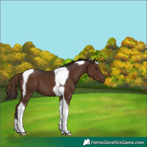 Horse Color:Liver Chestnut Tobiano 