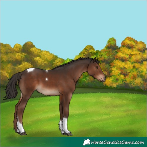 Horse Color:Liver Chestnut Tobiano