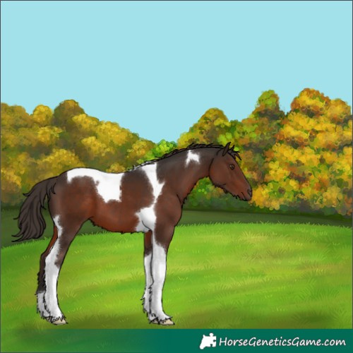 Horse Color:Liver Chestnut Tobiano 