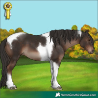 Horse Color:Liver Chestnut Tobiano 