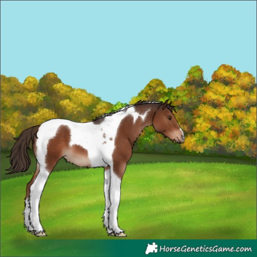 Horse Color:Liver Chestnut Tobiano 