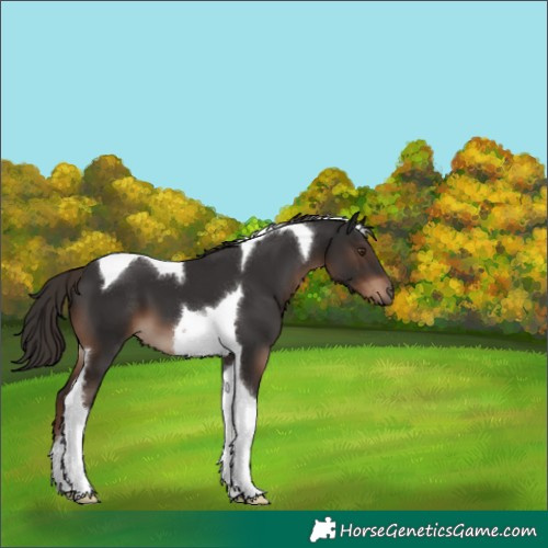 Horse Color:Liver Chestnut Tobiano 