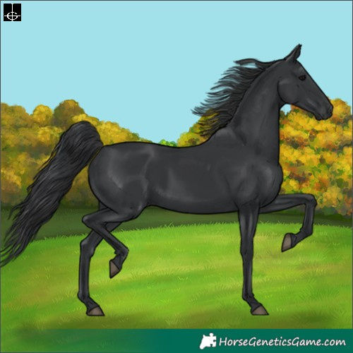 Horse Color:Black 