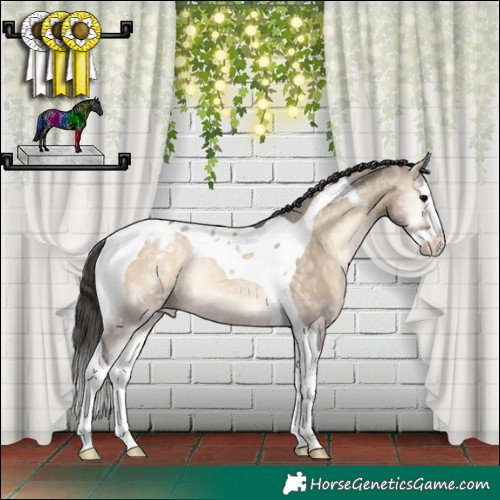 Horse Color:Brown Ice Onyx Splash Tobiano Appaloosa Rabicano