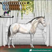 Horse Color:Brown Ice Onyx Splash Tobiano Appaloosa Rabicano