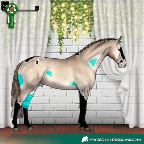 Horse Color:Red Dun Onyx Splash Tobiano Varnish Rabicano 