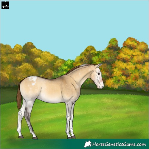 Horse Color:Buckskin Onyx Tobiano Varnish Rabicano 