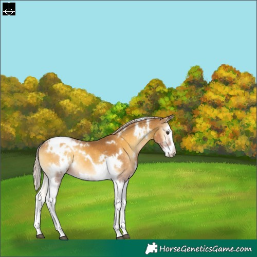 Horse Color:White Spotted Palomino Onyx Splash Tobiano Varnish Rabicano 