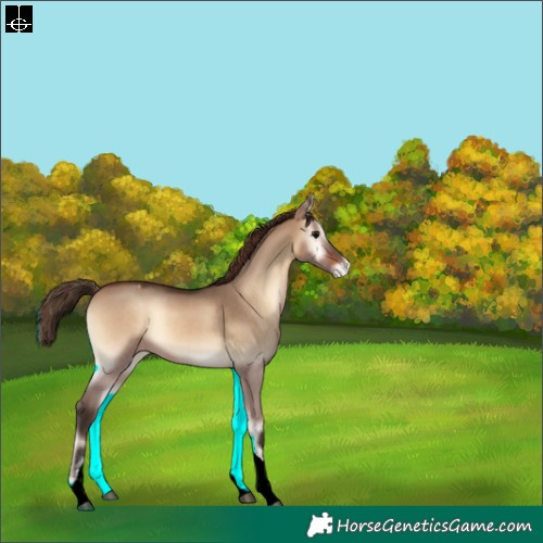 Horse Color:Brown Onyx Tobiano Appaloosa Rabicano