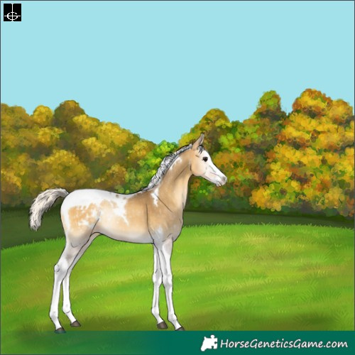 Horse Color:Silver Buckskin Onyx Splash Tobiano Varnish Rabicano 